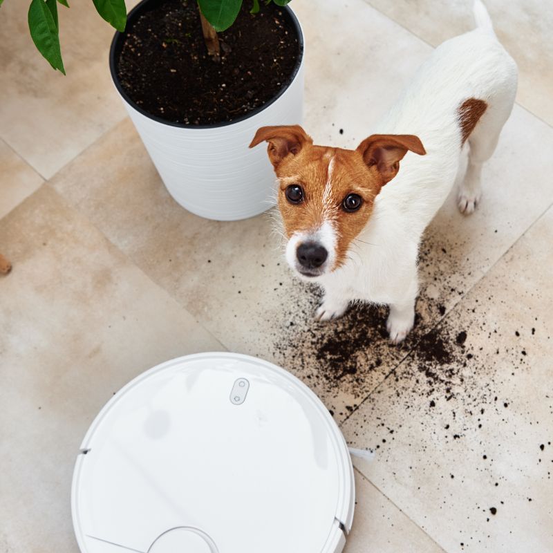 Robô aspirador limpando sujeira no chão enquanto cachorro observa em casa
